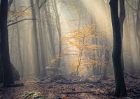 Jonge boom in het spotlicht