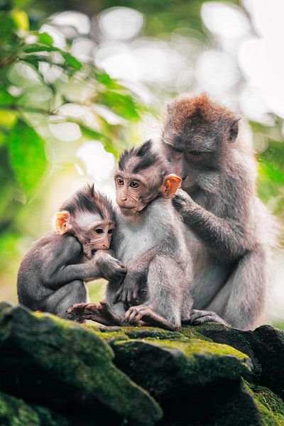 Bali Monkey Family by Tijmen Hobbel