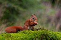 Eichhörnchen isst Nuss