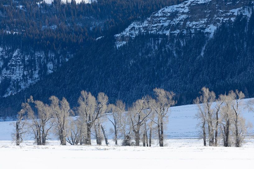 Paysage d'hiver dans le parc national de Yellowstone par Andius Teijgeler