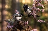 magpies on blossom in spring