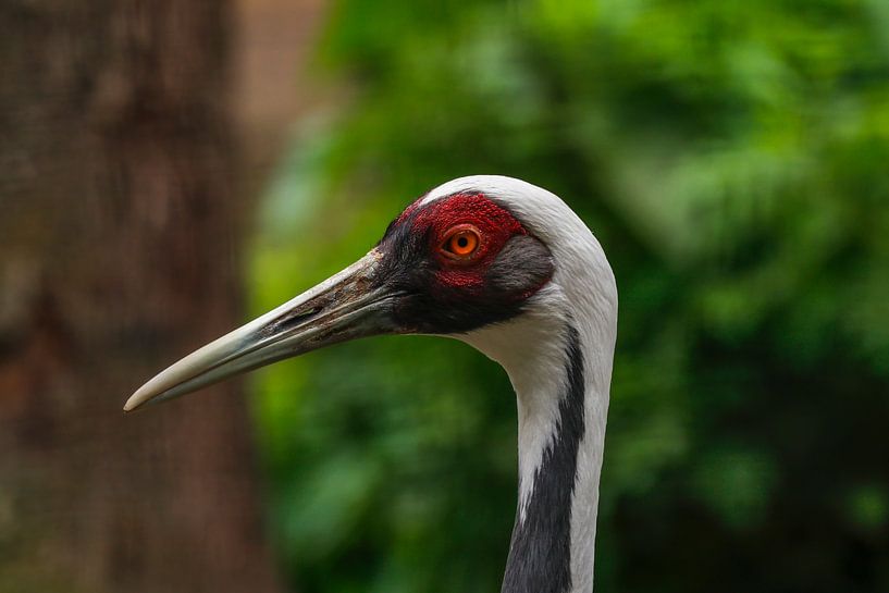Witnek Kraanvogel van Martin Smit