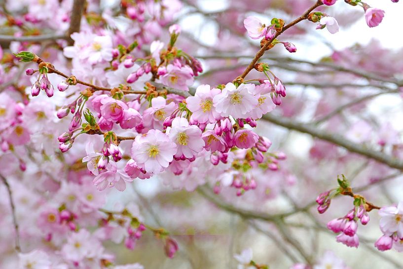 Kirschblütenzeit von christine b-b müller