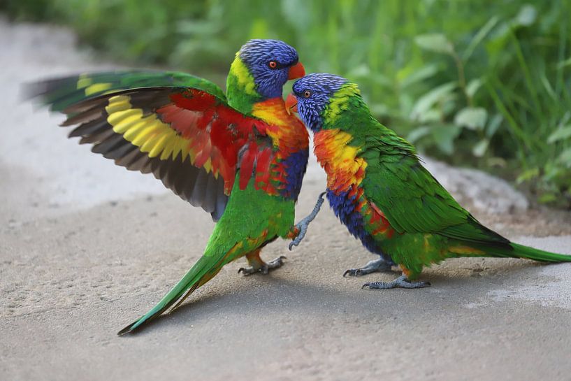 Lori von Heike Hultsch