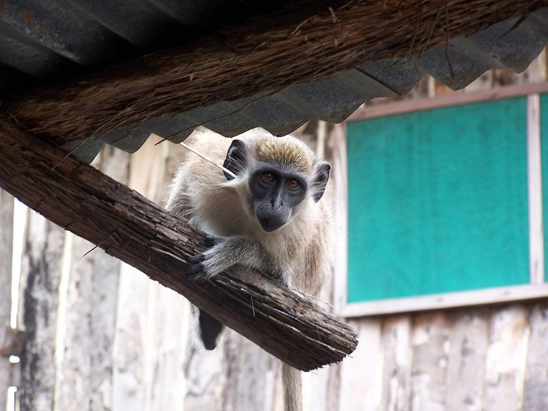 Groene meerkat von Johnny  Hartemink
