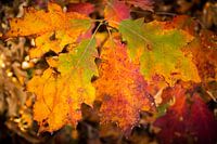 Kräftige Farben des Herbstlaubs