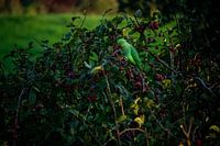Collar parakeet at the top of the tree