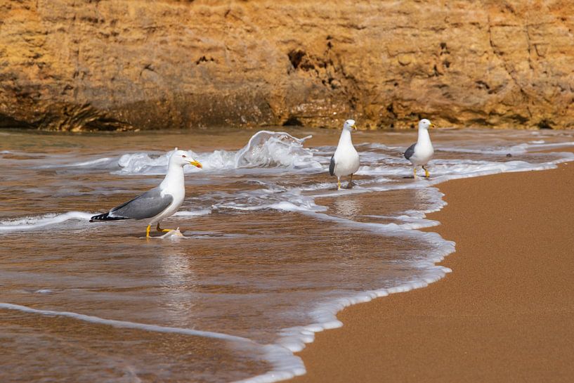 Seagull Bath by Friedhelm Peters