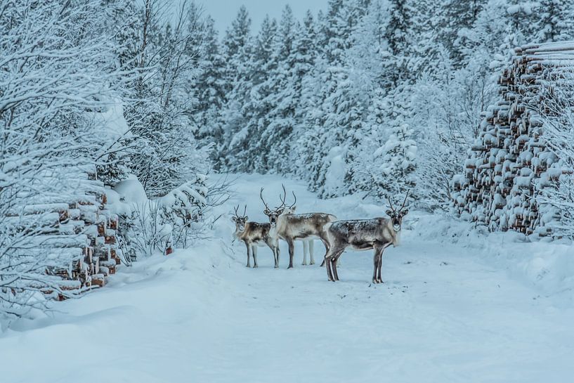 Renne à l'orée d'une forêt en Laponie par Bas Fransen