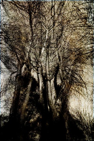 nur ein Baum von Peter Baak