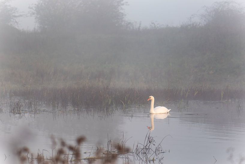 Cygne dans la nébuleuse par Tania Perneel