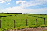 Hollands veld met schapen