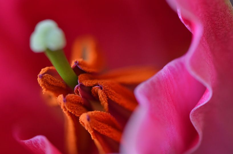 leliehart by Wilma Eisenga