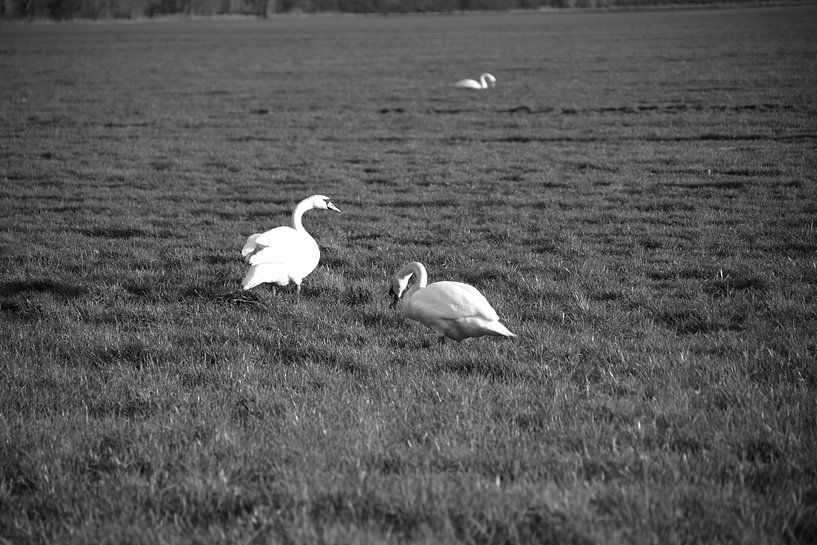 Two swans on a meadow in Emsland by Bianca Meyering Fotos - BMF