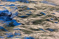 Zeeleeuw in het blauw I