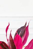 Detail einer Anlage in Thailand.