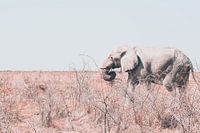 Eenzame olifant onderweg naar water