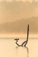 Bird dries feathers on trunk
