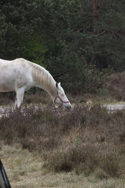 Weißes Pferd auf der Veluwe von Monica de Roo-Peeters