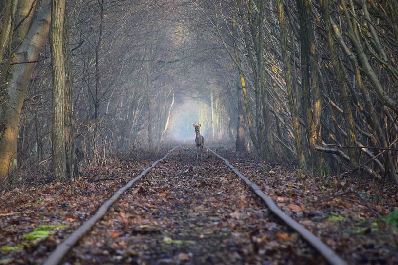 Ree auf stillgelegter Eisenbahn von Maarten Honinx