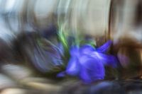 Campanule dans l'abstraction