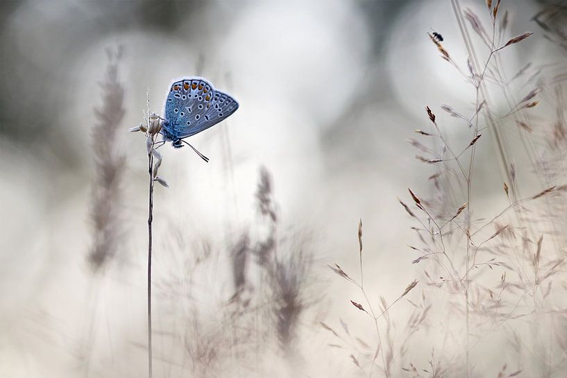 Schlafen zwischen Gräsern von Teuni's Dreams of Reality
