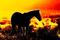 Silhouette of a horse in backlight during sunset