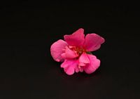 Fleur rose fond noir