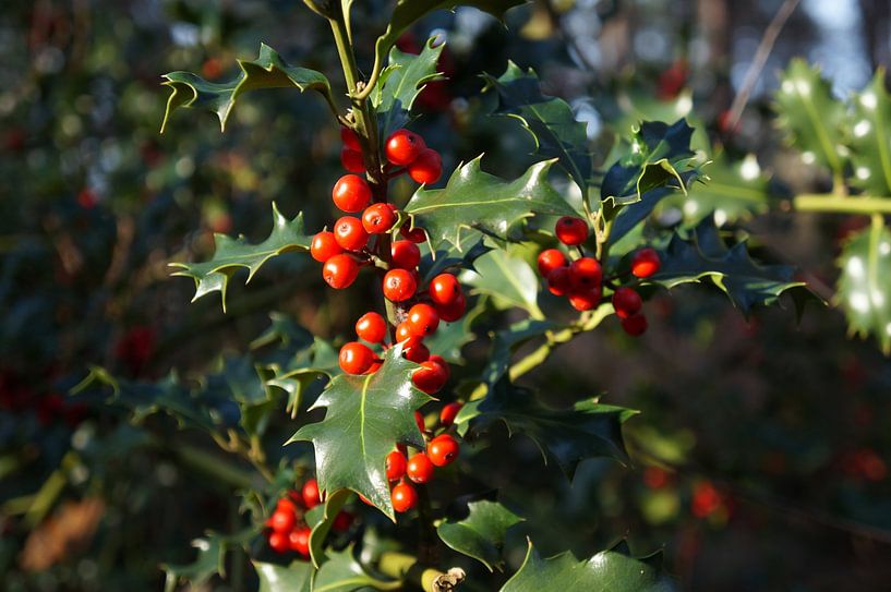 Stechpalme von Madeltijntje