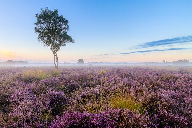 Einsame Birke auf der Strabrecht Heide von Joep de Groot