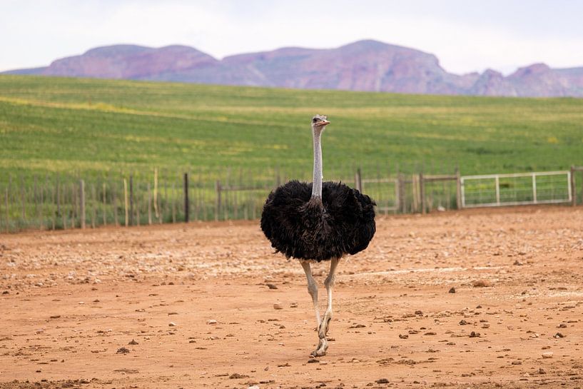 Die Ballerina von Nicoline Hoeve