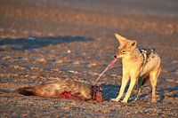 Jakhals eet zeehond