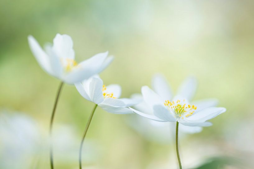 Vrolijke lentebodes (mooi groepje van helderwitte Bosanemonen tegen een zachtgroene achtergrond) van Birgitte Bergman
