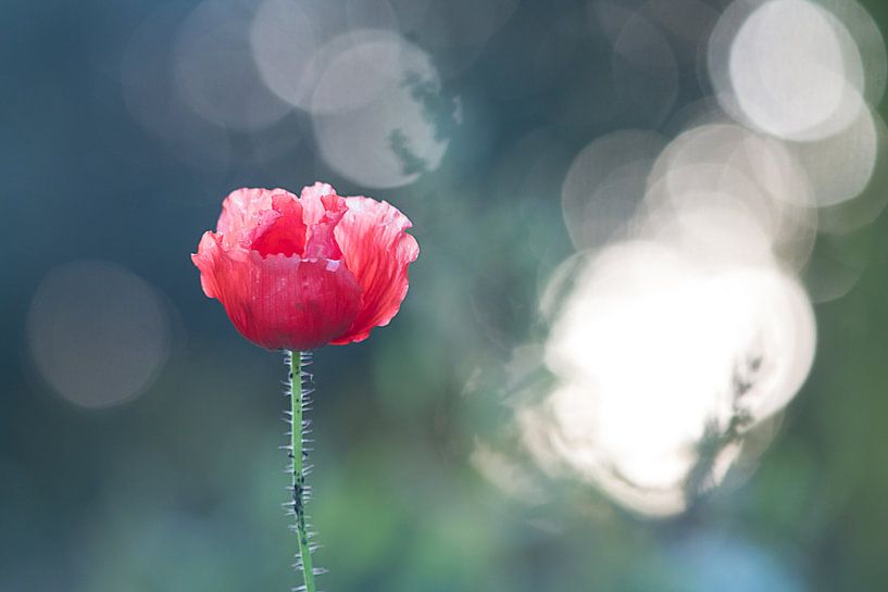 Klaproos von Jacky Schuitert