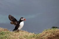 Papageientaucher mit ausgebreiteten Flügeln