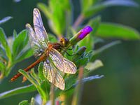 Libelle in de ochtendzon