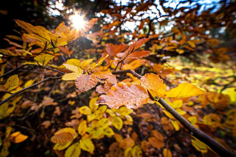 Feuilles d'automne colorées au soleil par Fotografiecor .nl