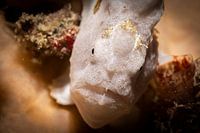 Les poissons-grenouilles, l'île de Kapalai en Malaisie