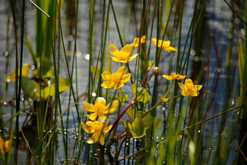 Caltha palustris  of gewone dotterbloem  by Cora Unk
