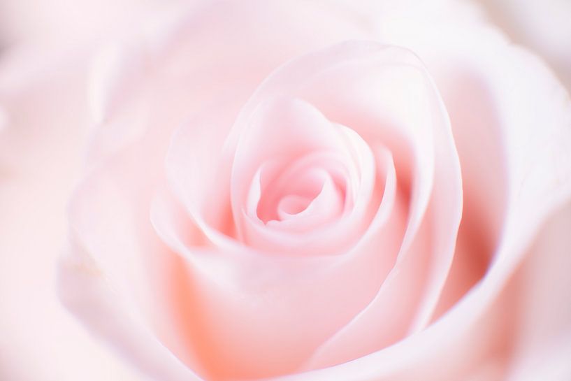 Rose par Ton Drijfhamer