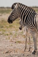 Zebra mother with young