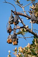 Chauves-souris suspendues à un arbre, Australie