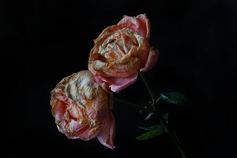two faded roses by Dieter Beselt