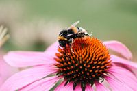 Sonnenhut mit Hummel