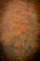 Swamp cypress in autumn colour