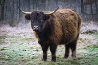 Scottish Highlander