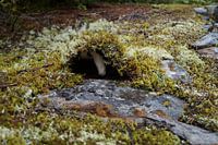 Mushroom in the moss