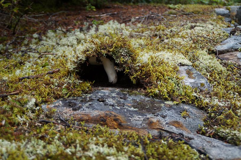 Mushroom in the moss by Anouk Noordhuizen