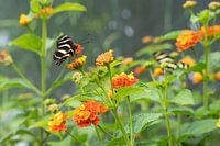 black and white butterfly on orange flower