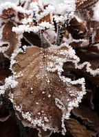 Beukenblad in de winter